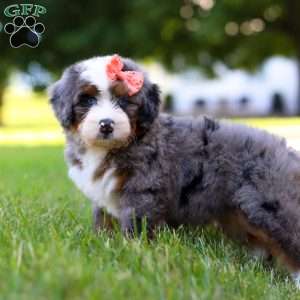 Carly, Mini Bernedoodle Puppy